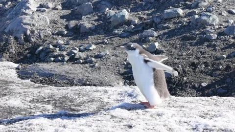 Gentoo Penguin Chick Flapping Wings to Cool Down on Sunny Antarctic Day Stock Footage 345151311