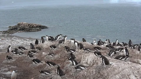 Gentoo Penguin with chick Stock Footage 88109415