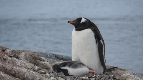 Gentoo Penguin with chick Stock Footage 88111069