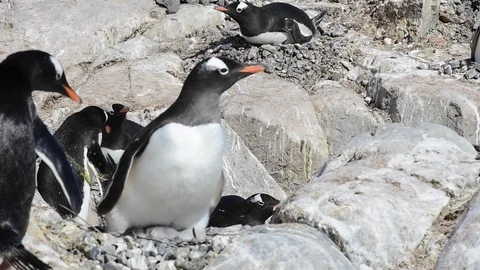 Gentoo Penguin with chick Stock Footage 88286254