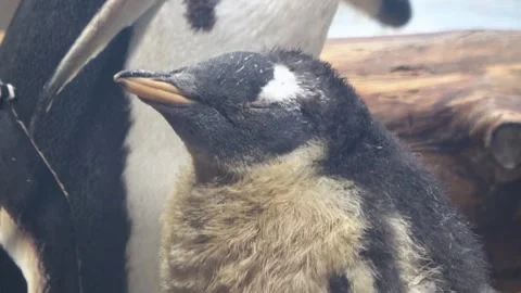 Gentoo penguin chick sleeping and molting fluffy down feathers. Pygoscelis papua Stock Footage 341541693