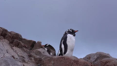 Gentoo Penguin Chick Waiting for Its Parents in a Nest on the Antarctic Coast Video stock 339651506