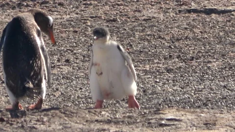 Gentoo penguin chick walking to parent, Falkland Islands, 4K Vídeos de archivo 332327647