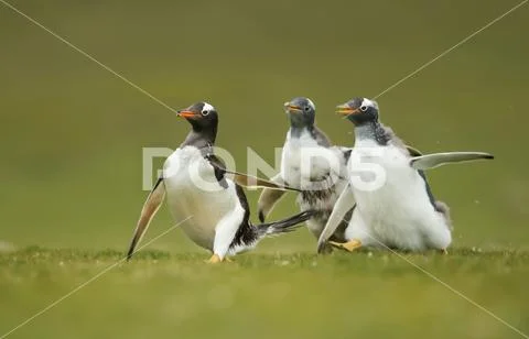 Gentoo penguin chicks chasing their parent to be fed Stock Photos
