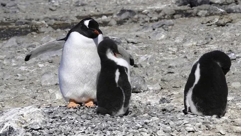 Gentoo Penguin with chicks on the nest Stock Footage 73988469