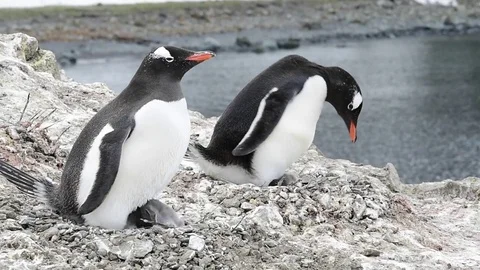 Gentoo Penguin with chicks on the nest Stock Footage 74081095