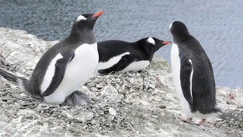 Gentoo Penguin with chicks on the nest Stock Footage 75296690