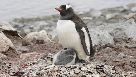 Gentoo Penguin with chicks on the nest Vídeo Stock 75296781