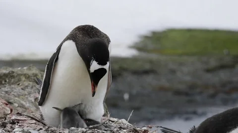 Gentoo Penguin with chicks on the nest Stock Footage 75363369