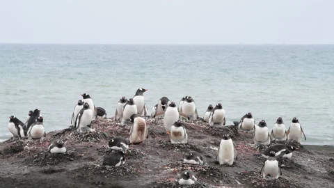 Gentoo Penguin with chicks on the nest Stock Footage 147326115