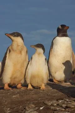 Gentoo Penguin with chicks Foto stock