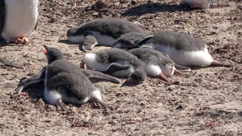 Gentoo penguin chicks resting on ground, Falkland Islands, 4K Stock Footage 332327621