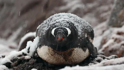 Gentoo Penguin Close Up During Heavy Snowfall Telephoto Lens 4k Stock Footage 338259428
