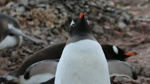 Gentoo Penguin, close up Stock Footage 105069180