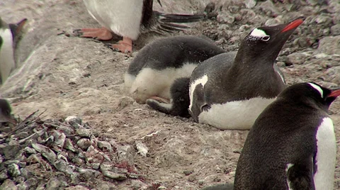 Gentoo Penguin colony Stock Footage 36438172