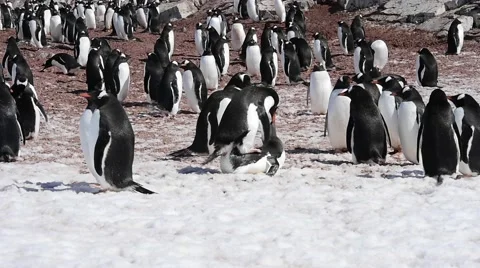 Gentoo Penguin colony Stock Footage 62452105