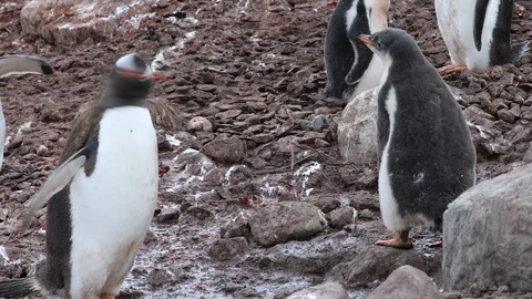 Gentoo Penguin colony Stock Footage 104992145