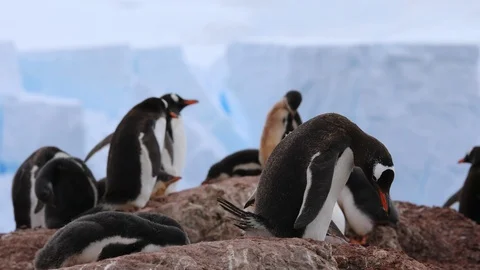 Gentoo Penguin Colony. Stock Footage 104993440