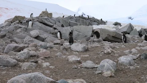 A gentoo Penguin colony Stock Footage 104994553