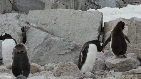 Gentoo Penguin colony.  Stock Footage 105067450