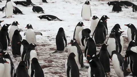 Gentoo Penguin Colony 스톡 동영상 106935630