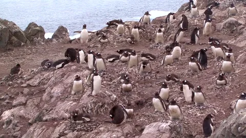 Gentoo Penguin Colony Video stock 170357599