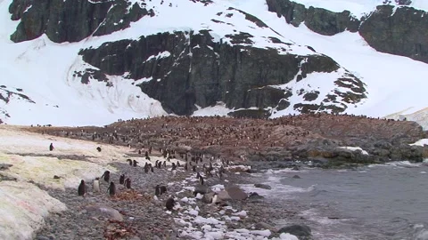 Gentoo Penguin Colony Video stock 170357612