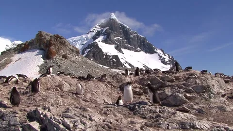 Gentoo Penguin Colony Stock Footage 170357649