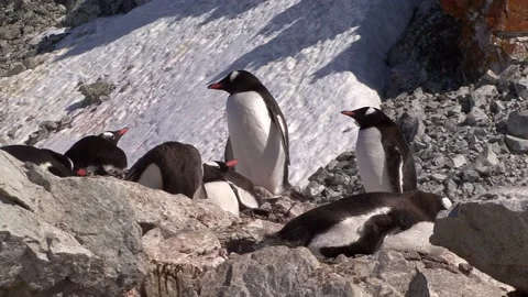 Gentoo Penguin Colony Video stock 170357658