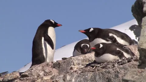 Gentoo Penguin Colony Stock Footage 170357663