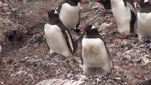 Gentoo Penguin Colony Stock Footage 170357686