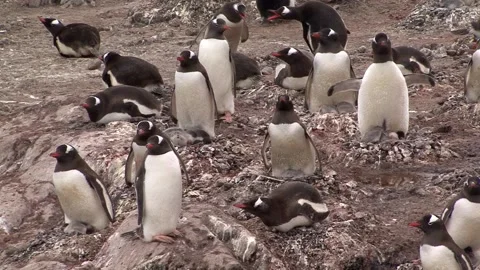 Gentoo Penguin Colony Stock Footage 170357723