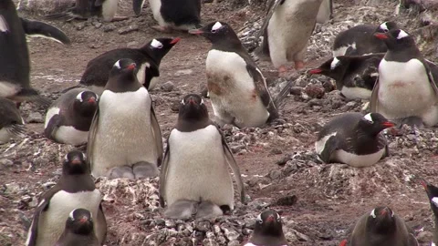 Gentoo Penguin Colony Stock-Footage 170357733