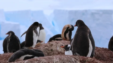Gentoo Penguin colony in front of a glacier. Stock Footage 104992953