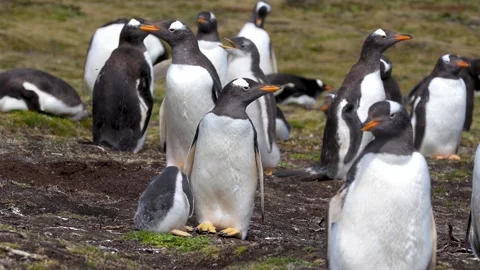 Gentoo Penguin Colony Medium Shot. Cute Gentoo Penguin Chick At Mother's Fe.. Stock Footage 339510741