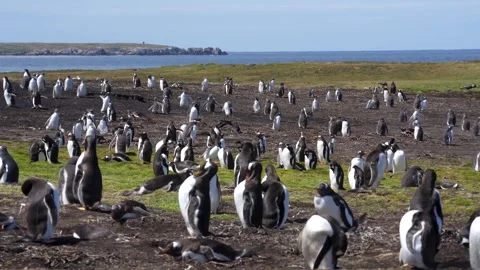 Gentoo Penguin Colony Medium Shot Beautiful Natural Habitat in the Falkland.. Stock Footage 339510964