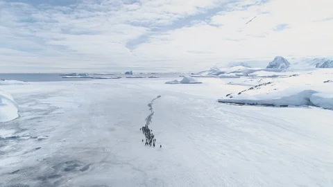 Gentoo penguin colony migration coast aerial view Stock Footage 104472904
