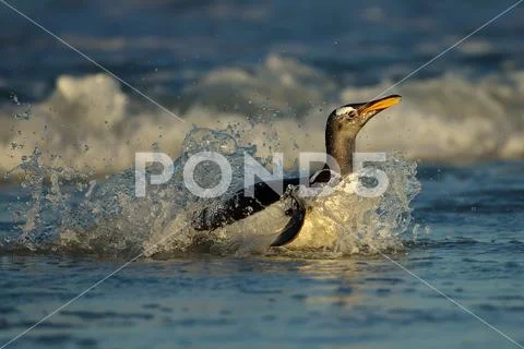 Gentoo penguin coming on shore from a stormy Atlantic ocean Stock Photos