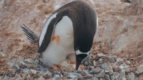 Gentoo penguin defecating while sitting on eggs on stone nest in Antarctica Stock Footage 339130009