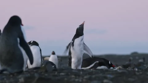 Gentoo penguin displaying active colony behavior in Antarctica Stock Footage 343120883