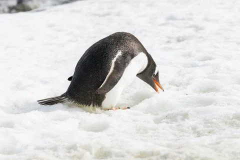 Gentoo penguin eats the snow Stock Photos