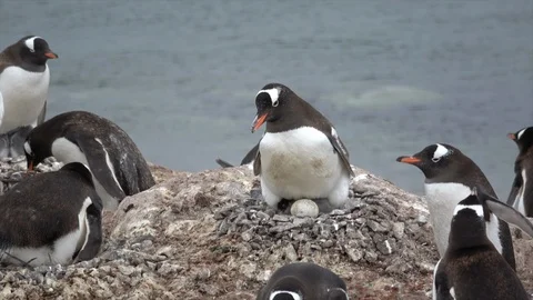 Gentoo Penguin with egg Stock Footage 88108742