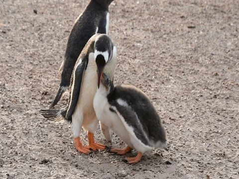 A Gentoo penguin feed a hungry chick 스톡 동영상 80583838