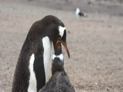A Gentoo penguin feed a little chick Stock Footage