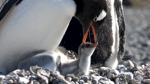Gentoo penguin feeding chick close-up Antarctica, 4K Vídeos de archivo 332394357