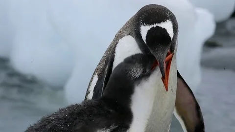 Gentoo Penguin feeding chick Stock Footage 74130053