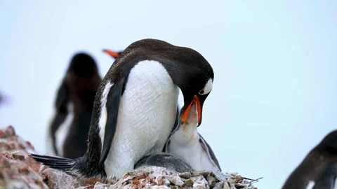 Gentoo penguin feeding chick with open mouth in antarctica, close up motion.. Stock-Footage 341241967