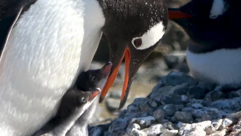 Gentoo penguin feeding chicks close-up Antarctica, 4K Stock Footage 332394360