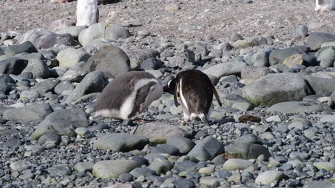 Gentoo Penguin finding chick in Antarctica Stock Footage 320301253