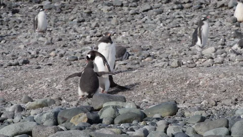 Gentoo Penguin finding chick in Antarctica Stock Footage 320301437